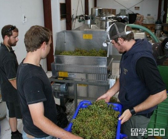 品红酒交友|新西兰东部理工学院葡萄酒酿制专业介绍 品红酒交友|新西兰东部理工学院葡萄酒酿制专业介绍