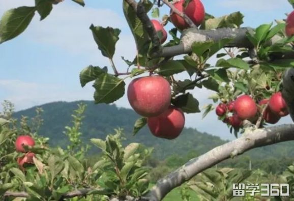 新西兰南岛塔斯曼地区缺劳工!持旅游签证可工作啦! 新西兰打工