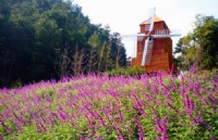 ԺУѧҪ