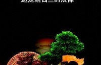 뾳ʲôƷϽ뾳orͨ걨