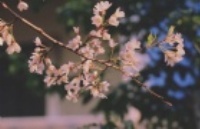 ձ뾳