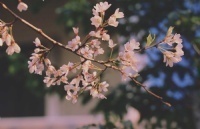 뾳ָ
