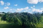 оô