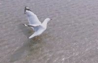Ĵѧⷿ