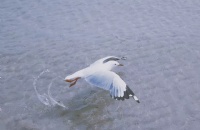 Ĵѧĸרҵ