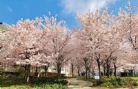 国内普高如何申请本特利大学本科